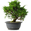 Juniperus chinensis Itoigawa, 26,5 cm, ± 15 jaar oud
