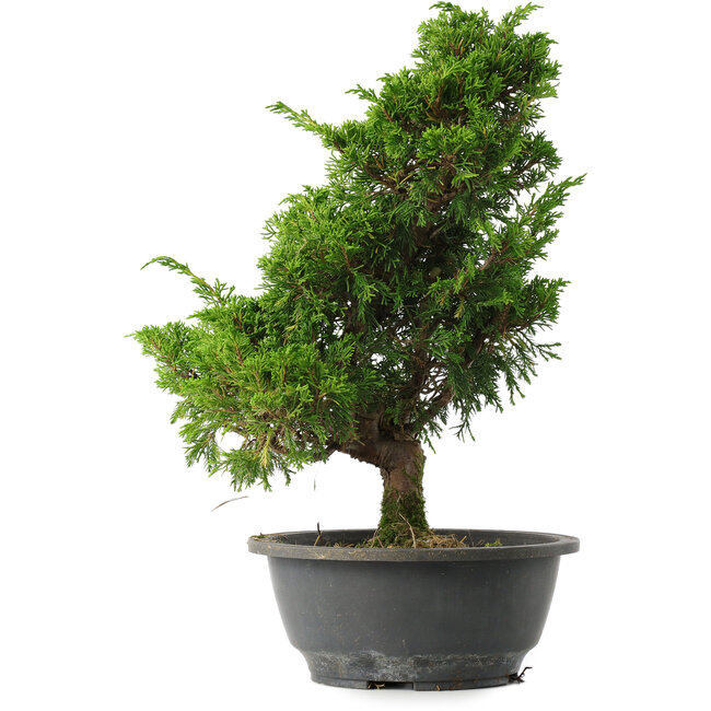 Juniperus chinensis Itoigawa, 33,5 cm, ± 15 años