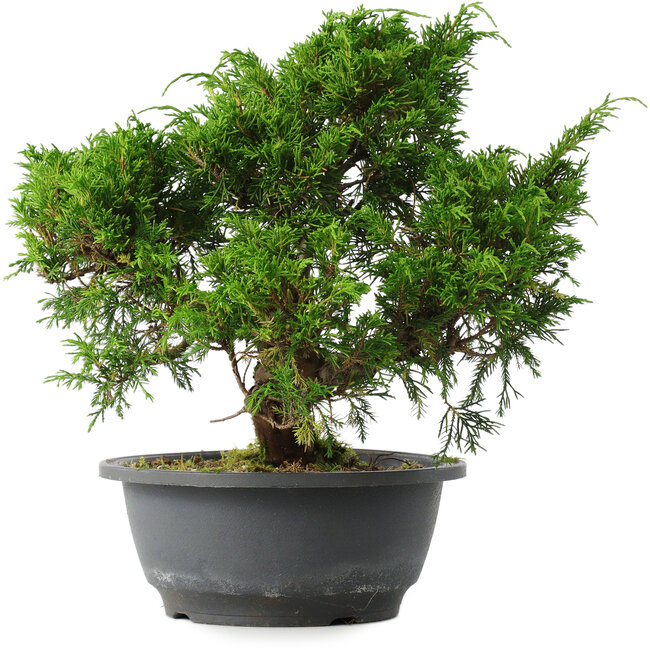 Juniperus chinensis Itoigawa, 26,5 cm, ± 15 anni