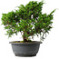 Juniperus chinensis Itoigawa, 26,5 cm, ± 15 anni