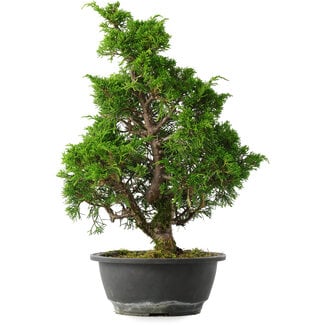 Juniperus chinensis Itoigawa, 37 cm, ± 15 anni