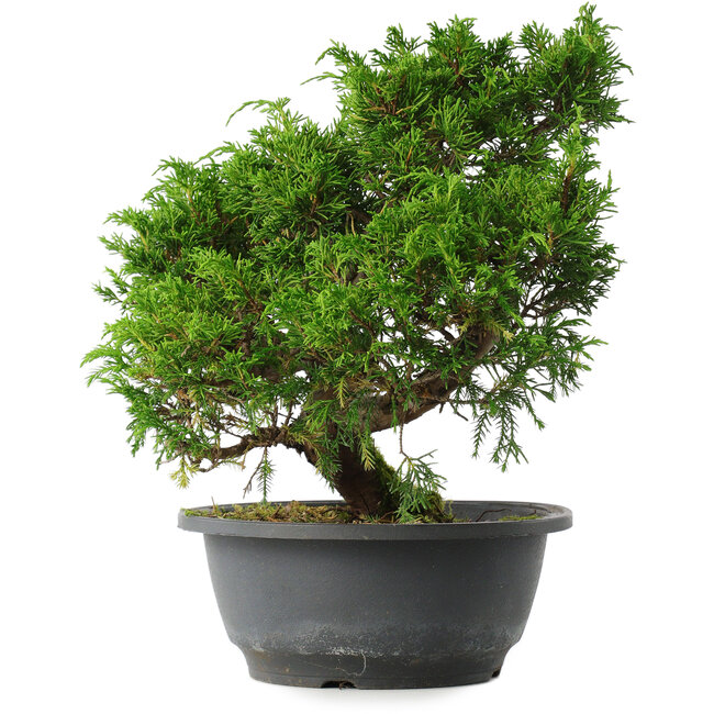 Juniperus chinensis Itoigawa, 26,5 cm, ± 15 ans