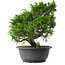 Juniperus chinensis Itoigawa, 26,5 cm, ± 15 jaar oud