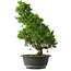 Juniperus chinensis Itoigawa, 37 cm, ± 15 anni