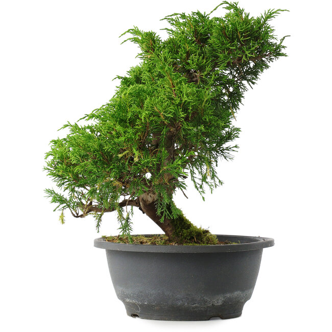 Juniperus chinensis Itoigawa, 26,5 cm, ± 15 years old