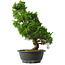 Juniperus chinensis Itoigawa, 37 cm, ± 15 anni