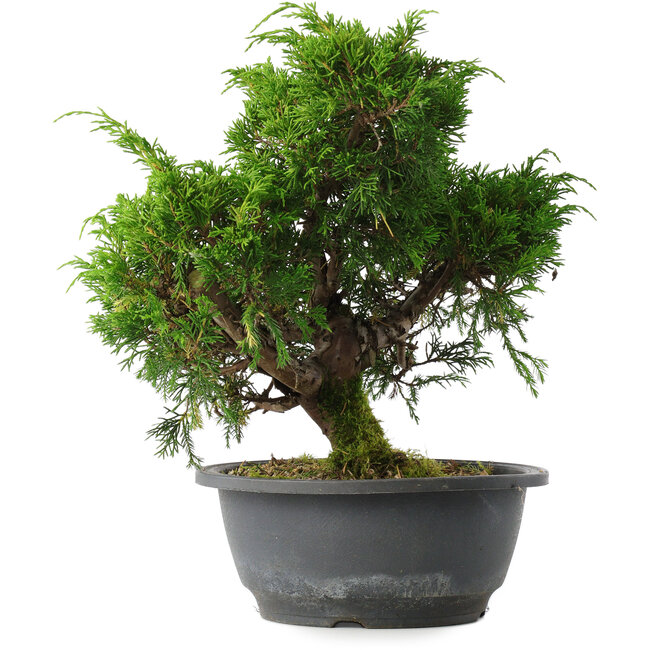 Juniperus chinensis Itoigawa, 26,5 cm, ± 15 anni