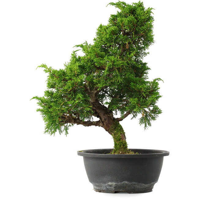 Juniperus chinensis Itoigawa, 33,5 cm, ± 15 jaar oud