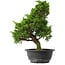 Juniperus chinensis Itoigawa, 33,5 cm, ± 15 anni