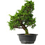 Juniperus chinensis Itoigawa, 33,5 cm, ± 15 años