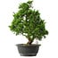 Juniperus chinensis Itoigawa, 37 cm, ± 15 anni