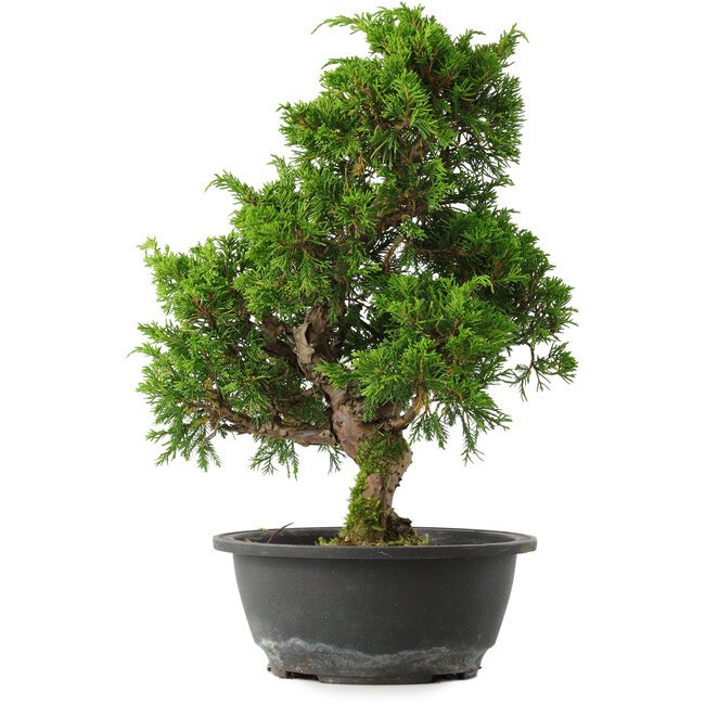 Juniperus chinensis Itoigawa, 33,5 cm, ± 15 years old