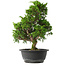 Juniperus chinensis Itoigawa, 33,5 cm, ± 15 jaar oud