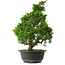 Juniperus chinensis Itoigawa, 37 cm, ± 15 anni