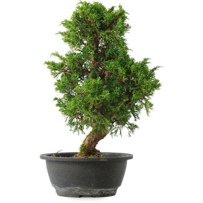 Juniperus chinensis Itoigawa, 33,5 cm, ± 15 years old