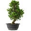 Juniperus chinensis Itoigawa, 33,5 cm, ± 15 jaar oud
