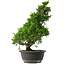 Juniperus chinensis Itoigawa, 37 cm, ± 15 anni