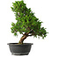Juniperus chinensis Itoigawa, 33,5 cm, ± 15 jaar oud