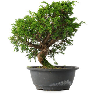 Juniperus chinensis Itoigawa, 27 cm, ± 15 jaar oud