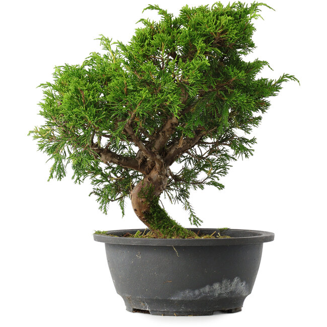 Juniperus chinensis Itoigawa, 27 cm, ± 15 anni