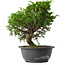Juniperus chinensis Itoigawa, 27 cm, ± 15 jaar oud