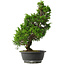 Juniperus chinensis Itoigawa, 37 cm, ± 15 anni