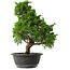 Juniperus chinensis Itoigawa, 33,5 cm, ± 15 jaar oud