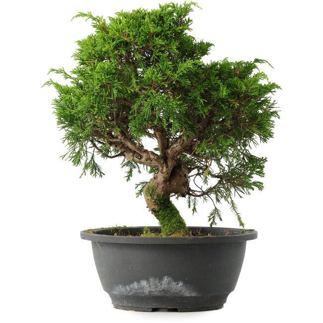 Juniperus chinensis Itoigawa, 27 cm, ± 15 Jahre alt