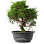 Juniperus chinensis Itoigawa, 27 cm, ± 15 jaar oud