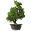 Juniperus chinensis Itoigawa, 37 cm, ± 15 anni