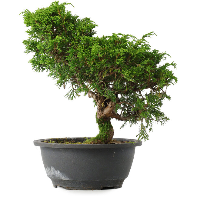 Juniperus chinensis Itoigawa, 27 cm, ± 15 Jahre alt