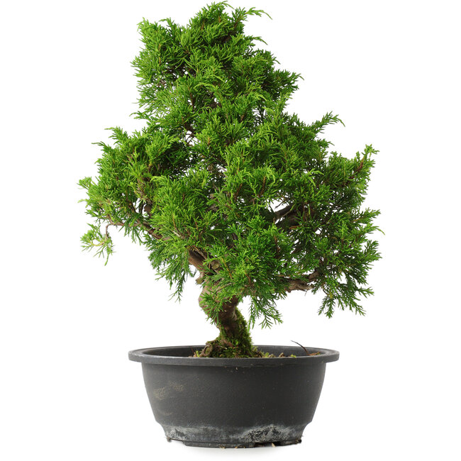 Juniperus chinensis Itoigawa, 33,5 cm, ± 15 jaar oud