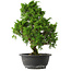 Juniperus chinensis Itoigawa, 33,5 cm, ± 15 jaar oud
