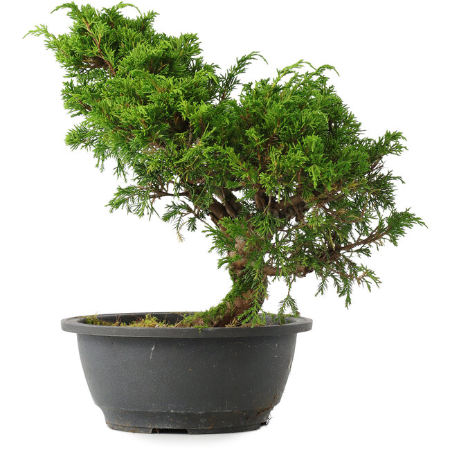 Juniperus chinensis Itoigawa, 27 cm, ± 15 jaar oud