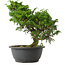 Juniperus chinensis Itoigawa, 27 cm, ± 15 anni