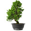 Juniperus chinensis Itoigawa, 33,5 cm, ± 15 anni