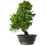 Juniperus chinensis Itoigawa, 33,5 cm, ± 15 jaar oud