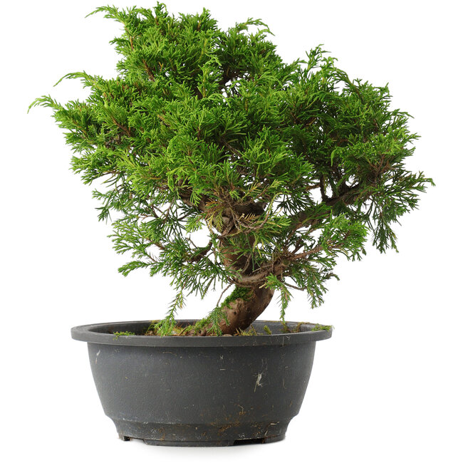 Juniperus chinensis Itoigawa, 27 cm, ± 15 años
