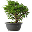 Juniperus chinensis Itoigawa, 27 cm, ± 15 jaar oud