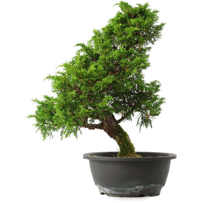 Juniperus chinensis Itoigawa, 33,5 cm, ± 15 ans