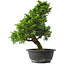 Juniperus chinensis Itoigawa, 33,5 cm, ± 15 jaar oud