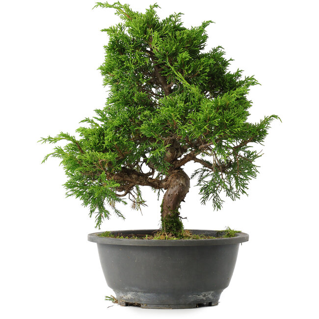 Juniperus chinensis Itoigawa, 29,5 cm, ± 15 jaar oud