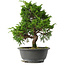 Juniperus chinensis Itoigawa, 29,5 cm, ± 15 jaar oud