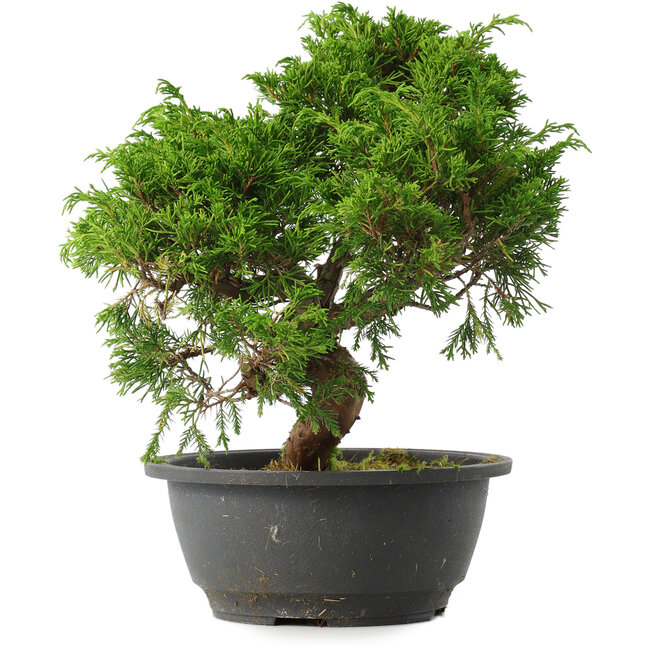 Juniperus chinensis Itoigawa, 27 cm, ± 15 Jahre alt