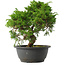 Juniperus chinensis Itoigawa, 27 cm, ± 15 jaar oud