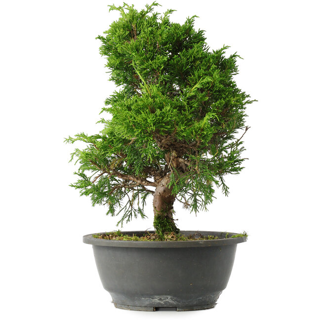 Juniperus chinensis Itoigawa, 29,5 cm, ± 15 jaar oud