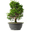 Juniperus chinensis Itoigawa, 29,5 cm, ± 15 anni