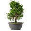 Juniperus chinensis Itoigawa, 29,5 cm, ± 15 jaar oud