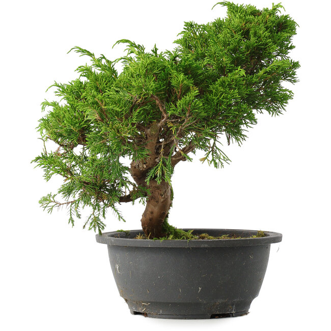 Juniperus chinensis Itoigawa, 27 cm, ± 15 Jahre alt