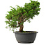 Juniperus chinensis Itoigawa, 27 cm, ± 15 jaar oud